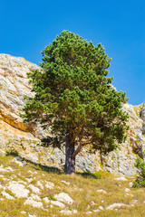 Pine tree on the mountainside. © serjiob74