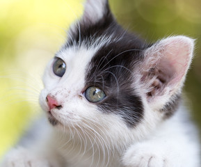 Fototapeta premium beautiful small kitten on nature