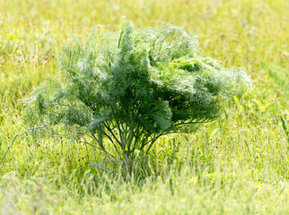 carrot tops in nature