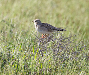 steppe birds in nature