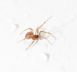 spider with water droplets on white. close-up