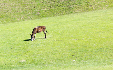 donkey in a pasture on the nature