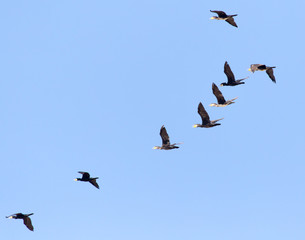 a flock of birds flying south in the blue sky