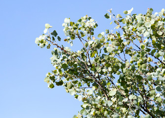 green leaves on the tree in nature