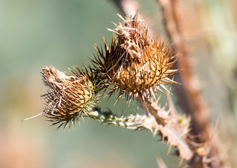 prickly plant in nature