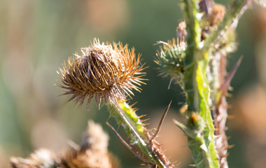 prickly plant in nature