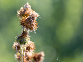 prickly plant in nature