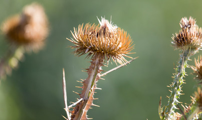 prickly plant in nature