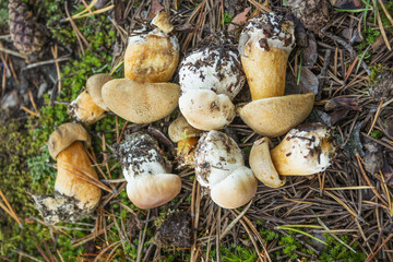 Bunch of young mushrooms on a moss background