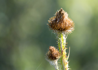 prickly plant in nature