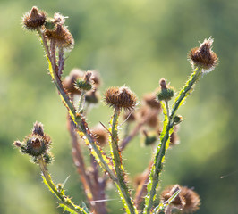 prickly plant in nature