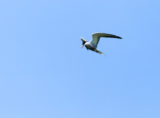 seagull in flight against blue sky