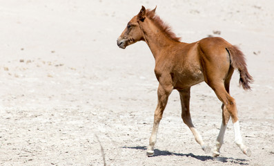 horse on nature