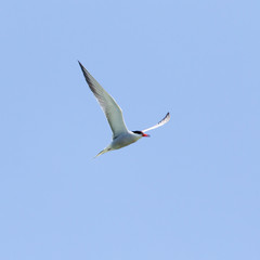 seagull in flight against blue sky