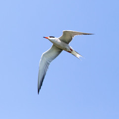 seagull in flight against blue sky