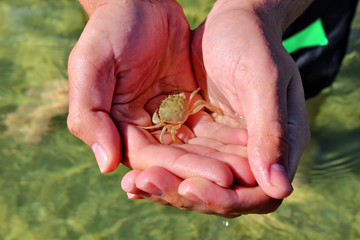 baby yellow Crab on hand, Baltic Sea