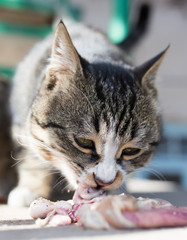 cat eats meat on nature