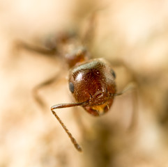 little ant in nature. super macro