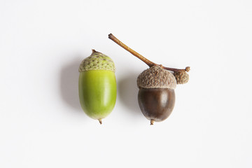 Green and brown acorn on a white background. Difference in color. Young and old. 