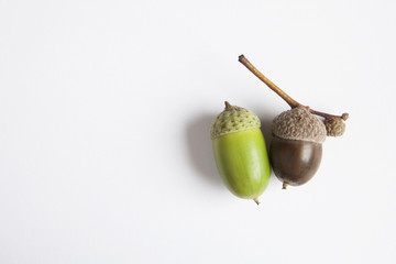 Green and brown acorn on a white background. Difference in color. Young and old.
