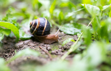 snail on the ground in nature
