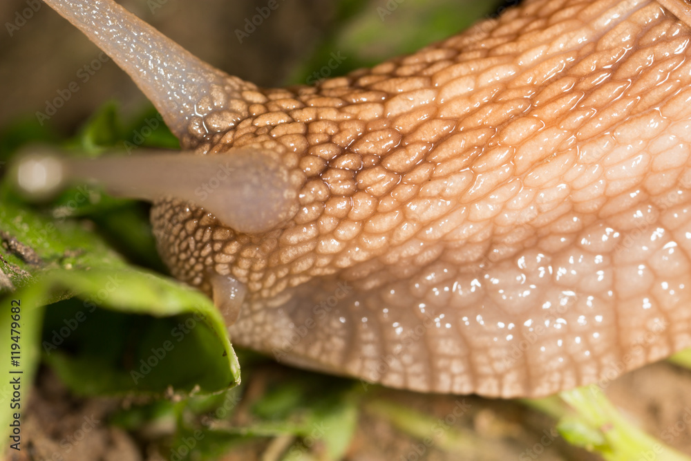 Wall mural detail of a snail in nature. super macro