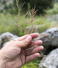 Spike grass in hand on nature