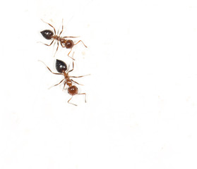 ants on a white wall. close