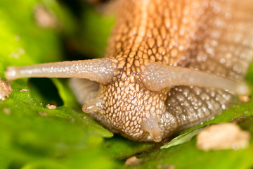 detail of a snail in nature. super macro
