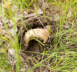 edible mushroom in nature