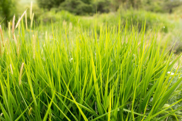Fototapeta na wymiar green grass in nature as a background