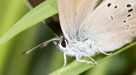 butterfly in nature. macro