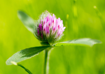 Red clover flower in nature
