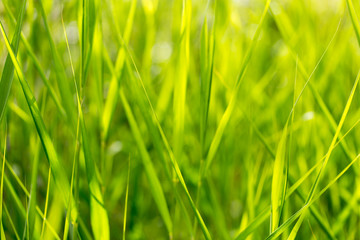 green grass in nature as a background