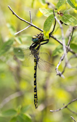 dragonfly in nature. macro