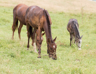 a horse in a pasture in nature