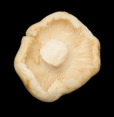 edible mushroom on a black background