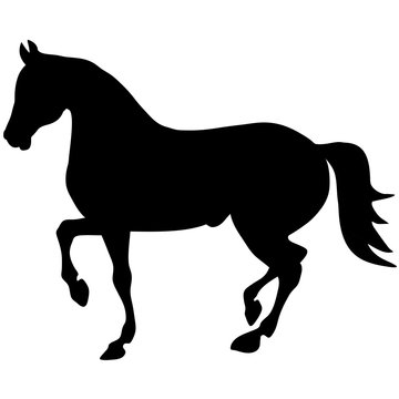 black horse silhouette. Vector animal picture
