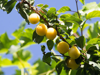 Yellow plums on the tree in nature