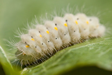 Caterpillar