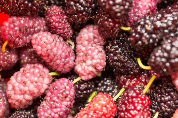 berry mulberry trees as a backdrop. macro