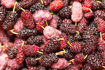 berry mulberry trees as a backdrop. macro