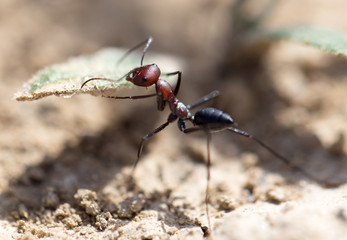 Ant on dry ground. macro