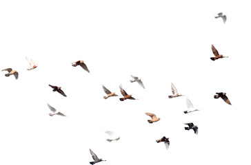 flock of pigeons on a white background