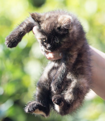 fluffy kitten in the hand