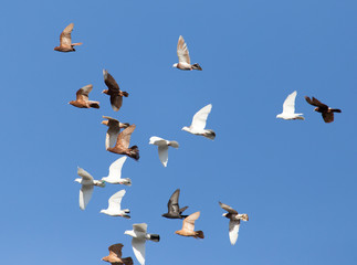 Pigeons on a background of blue sky