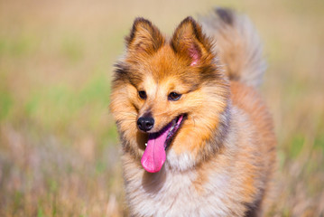 Hächelnder Shetland Sheepdog auf einer Wiese