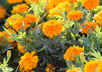 beautiful orange flower in nature