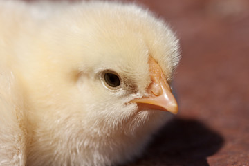 Chick