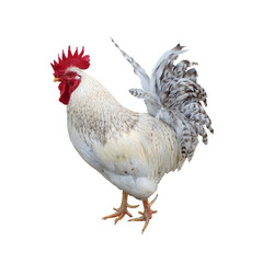 Beautiful rooster portrait isolated on white